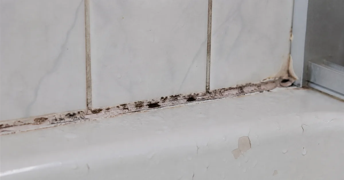 Bathroom Mold Removal in NYC: Grout, Ceilings, and Tile