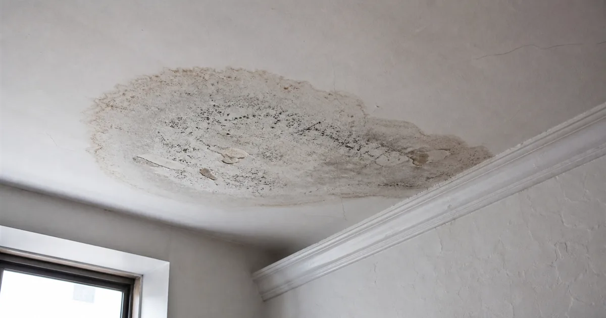 Ceiling Mold Removal in NYC: Leaks, Upstairs Units, and Cost