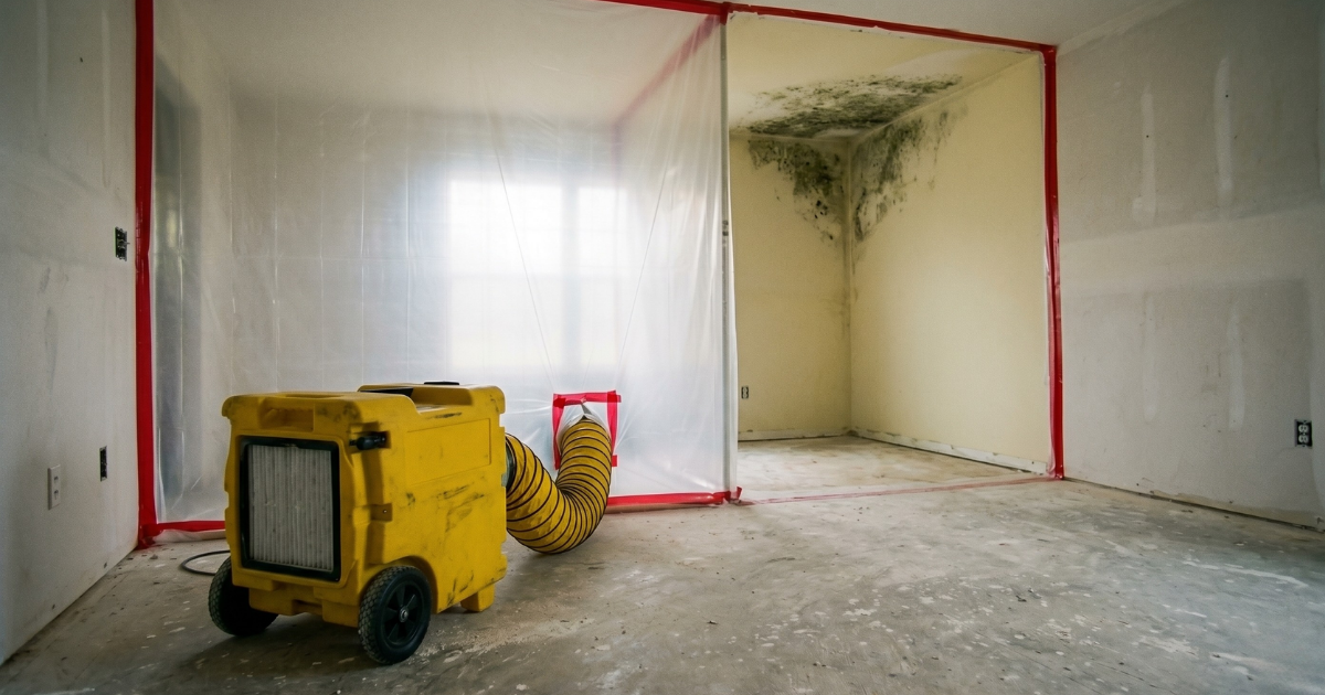 Choosing a Mold Remediation Company in NYC: 7 Questions to Ask