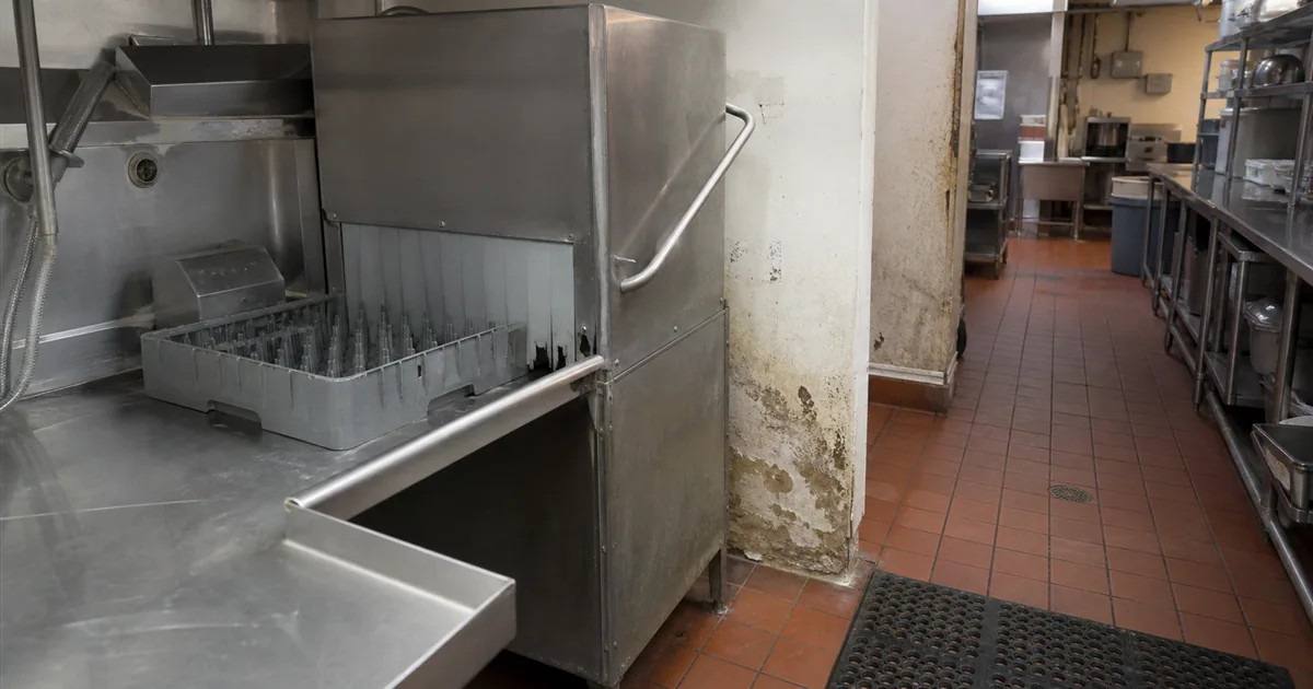 Mold in NYC Restaurants: Compliance, Removal, and Risk